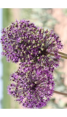 PURPLE SENSATION (Allium)